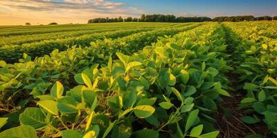 ai generado. ai generativo. granja cosecha verde haba de soja campo. al aire libre naturaleza planta vegetal orgánico eco producto. gráfico Arte foto