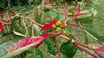 Euphorbia plant in the garden, side view video