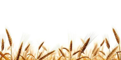 . . Wheat harvest field plant on canvas. Mockup decoration texture background. Farm harvest food bakery deocration graphics. Graphic Art photo