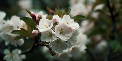 . . Cherry blossom blooming flower tree plant. Decorative romantic botanical vibe. Graphic Art photo