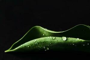 Green leaf with water drops as environmental background, nature photo
