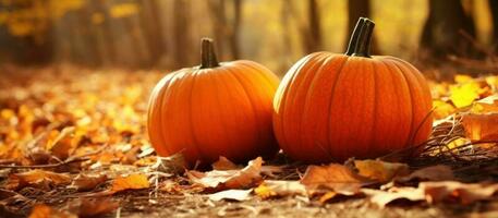 Autumn natural background with pumpkins photo