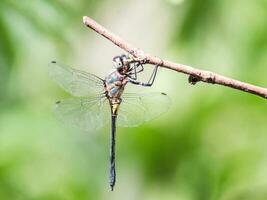 dragonfly perched on a branch photo