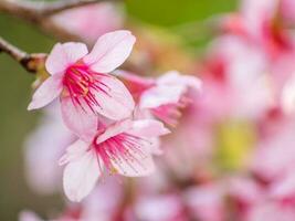 Wild Himalayan Cherry on holiday morning photo