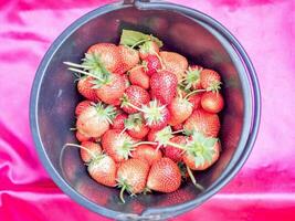 Fresh strawberries in storage bins photo