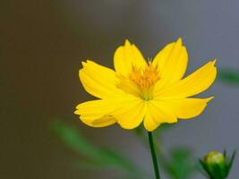 mexicano aster, cosmos foto