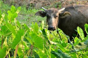 young water buffalo photo