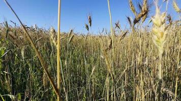 Gelb Spitze Weizen Feld schwanken im das Wind video