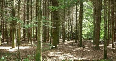 fondo de arboles forestales foto