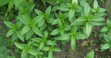 peppermint plant background photo