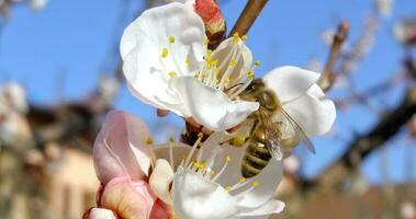 bee fetching nectar natural background photo