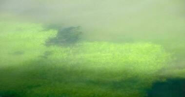 underwater algae background photo