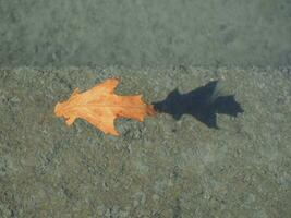 leaf floating on water over concrete photo