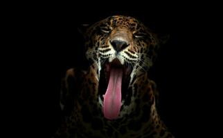 jaguar Panthera onca  in the dark photo