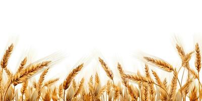 . . Wheat harvest field plant on canvas. Mockup decoration texture background. Farm harvest food bakery deocration graphics. Graphic Art photo