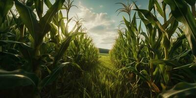 ai generado. ai generativo. verde granja cosecha maíz campo. al aire libre naturaleza salvaje planta creciente. gráfico Arte foto