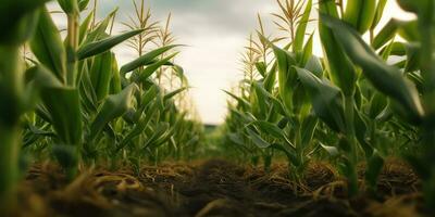ai generado. ai generativo. verde granja cosecha maíz campo. al aire libre naturaleza salvaje planta creciente. gráfico Arte foto