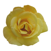 giallo rosa trasparente sfondo. png