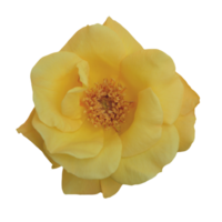 giallo rosa trasparente sfondo. png