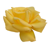 yellow rose tranparent background. png
