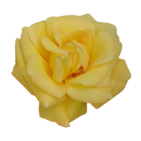 giallo rosa trasparente sfondo. png