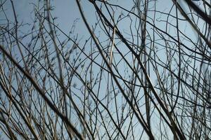 ramas sin hojas. arbusto tallos. planta en primavera en contra cielo. foto