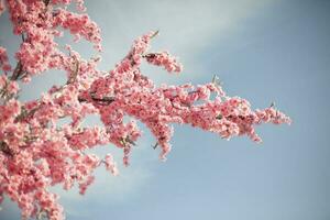 Pink flowers. Sakura on background of sky. Beautiful spring background. photo