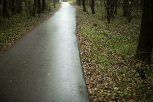 Road in park in autumn. Concrete path in forest. Details of park. Wet asphalt. photo