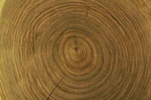 Rough organic texture of annual tree rings pattern. Wooden tree cut surface background. Felled tree trunk or stump structure photo