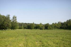 Summer Park. Green trees. photo