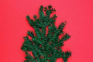 Green spruce branch on red background with copy space. Christmas tree decoration. Winter holiday card. New year concept. Fir, pine twig close-up photo