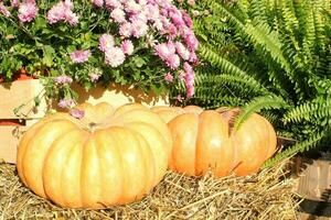 Colourful organic pumpkins and gourds on agricultural fair. Harvesting autumn time concept. Garden fall natural plant. Thanksgiving halloween decor. Festive farm rural background. Vegetarian food. photo