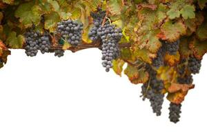 hermosa lozano vino uvas y hojas en el viñedo frontera aislado en un blanco antecedentes. foto