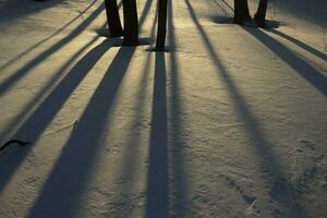 Shadow on snow. Shadows from trees in snow. Details of park in winter. photo