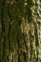 Tree bark. Green moss on tree. Birch in woods. photo