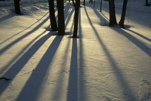 Shadow on snow. Shadows from trees in snow. Details of park in winter. photo