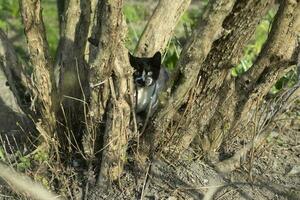 Cat hunting in nature. Pet in park. Stray animal walks. photo