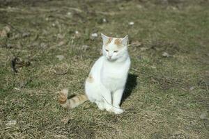 White cat on street. Pet is walking. Young cat with white hair. photo