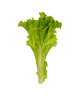 piezas de lechuga hoja aislado png