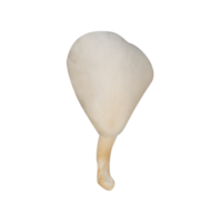 Piece of white oyster mushroom isolated png