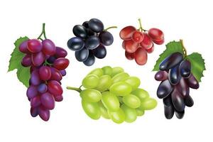 Realisitc grapes set. Collection of realism style drawn 3d miscellaneous branches of green blue table grape wine autumn plants fresh fruits isolated on white background. Vine food berry objects icons. vector