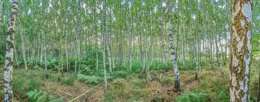 Panoramic image into a densely grown birch forest in summer photo