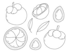 Vector mangosteen fruit set. Hand drawn mangosteen in cut set