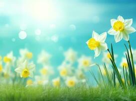 Daffodils and bright green grass background photo