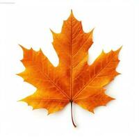 Autumn falling leaf isolated photo