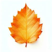 Autumn falling leaf isolated photo