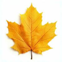 Autumn falling leaf isolated photo