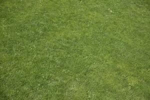 View from height of lawn. Green grass in summer. Texture green. photo