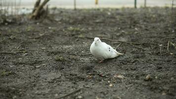 blanco paloma se sienta en suelo. pájaro en suelo. paloma en ciudad. foto