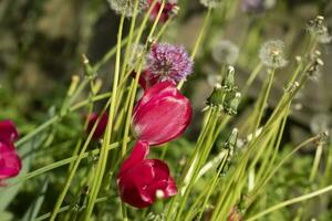 Plants in summer. Details of nature. Greenery in garden. photo